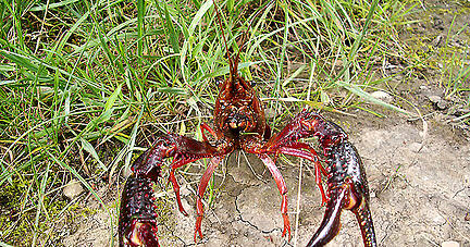 Ein Sumpfkrebs liegt am Ufer des Breitenauer Sees, der für Sanierungsarbeiten abgelassen wird. Foto: Wasserverband Sulm Ein Sumpfkrebs liegt am Ufer des Breitenauer Sees, der für Sanierungsarbeiten abgelassen wird. Foto: Wasserverband Sulm