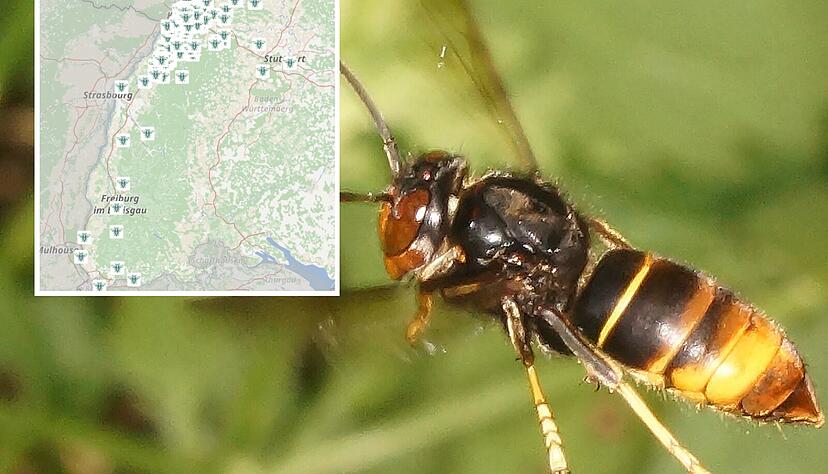 Die Verbreitung der Asiatischen Hornisse entlang der Rheinschiene. Bisher kommt sie vor allem in Baden vor. Die Verbreitung der Asiatischen Hornisse entlang der Rheinschiene. Bisher kommt sie vor allem in Baden vor.