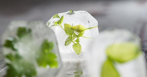 Auch in Eiswürfel gefrorener Thymian peppt Wasser aromatisch auf.