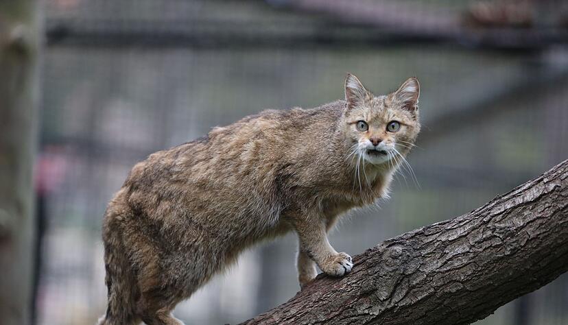 Eine Wildkatze läuft auf einem Ast eines Tiergeheges.