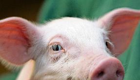 Die Ferkelerzeugung in Hohenlohe hat eine lange Tradition.Foto: dpa Die Ferkelerzeugung in Hohenlohe hat eine lange Tradition.Foto: dpa