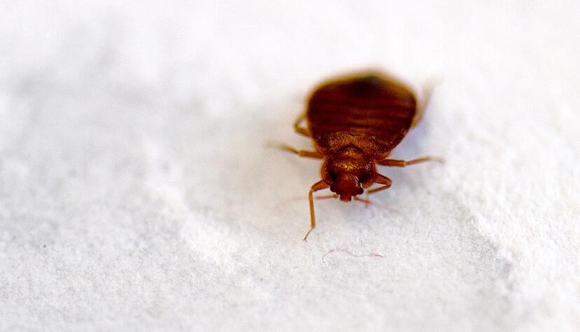 Wieder sorgen Bettwanzen in Paris f&uuml;r Aufregung. (Archivbild)