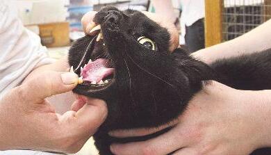 Die Zahl älterer Katzen und Hunde im Tierheim steigt. Damit erhöhen sich auch die Aufwendungen für veterinärmedizinische Behandlungen.Foto: Archiv/Sawatzki