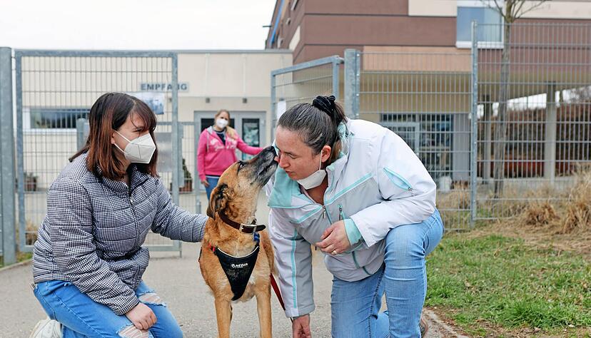 Julia Eisinger (rechts) und ihre jüngste Tochter mit ihrem neuen Familienmitglied Luna vor dem Tierheim Heilbronn. Die 14-jährige Lara-Marie geht jeden Morgen mit dem Mischling Gassi, mittags trainiert die Familie aus Affaltrach die Hündin gemeinsam bei einem langen Spaziergang.
Fotos: Ralf Seidel Julia Eisinger (rechts) und ihre jüngste Tochter mit ihrem neuen Familienmitglied Luna vor dem Tierheim Heilbronn. Die 14-jährige Lara-Marie geht jeden Morgen mit dem Mischling Gassi, mittags trainiert die Familie aus Affaltrach die Hündin gemeinsam bei einem langen Spaziergang.
Fotos: Ralf Seidel