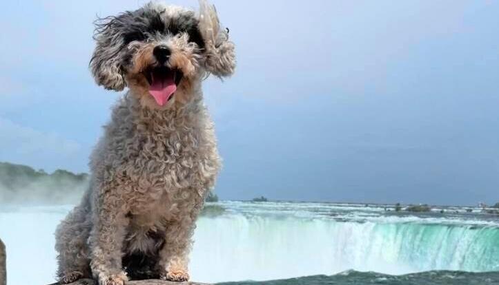 Hündin Wilma vor den Niagarafällen in Kanada.