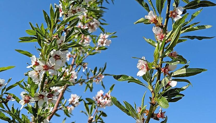 Wundersch&ouml;ne Mandelbl&uuml;te, f&uuml;r hiesige Best&auml;uber aber etwas zu fr&uuml;h: Neue Z&uuml;chtungen versprechen Abhilfe.
Foto: LVWO