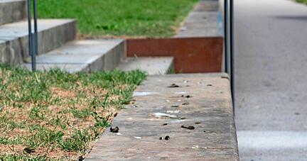Kein schöner Anblick im Stadtteil Neckarbogen: Zahlreiche Nilgänse hinterlassen ihr unschönes Geschäft auf Wegen, Plätzen und Anlagen.
Fotos: Christiana Kunz