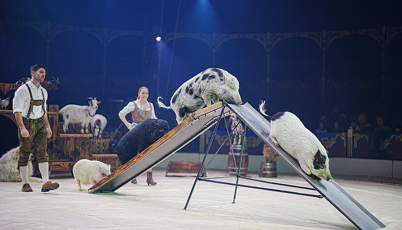 Die Tiernummer auf dem Bauernhof kam beim Heilbronner Publikum sehr gut an. Gegen den Auftritt der Tiere will Peta an diesem Sonntag demonstrieren.