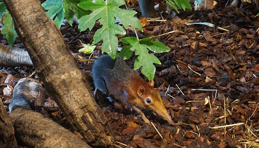 Ein Rotschulter-R&uuml;sselh&uuml;ndchen schnuppert sich durch den Heidelberger Zoo.