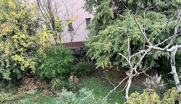 In der Heilbronner Innenstadt hat der Sturm eine große Birke umgerissen. In der Heilbronner Innenstadt hat der Sturm eine große Birke umgerissen.