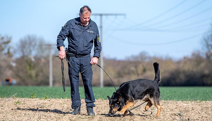 Hans-J&uuml;rgen Ott zeigt seinem Polizeihund Neo die Spur. Der Sch&auml;ferhund nimmt Witterung auf und verfolgt die F&auml;hrte.
Foto: Berger