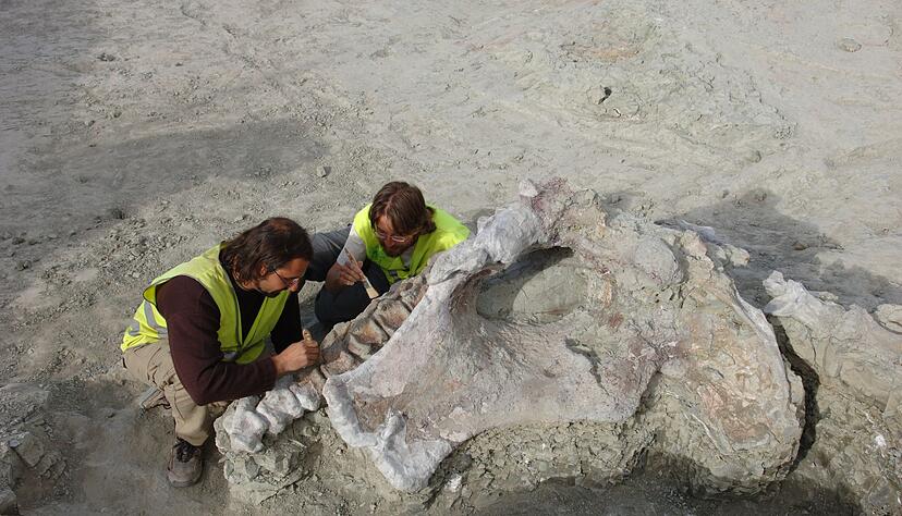 Manche Dinosaurier-Knochen haben gewaltige Ausmaße. Portugiesische und spanische Forschenden haben neue entdeckt. Manche Dinosaurier-Knochen haben gewaltige Ausmaße. Portugiesische und spanische Forschenden haben neue entdeckt.