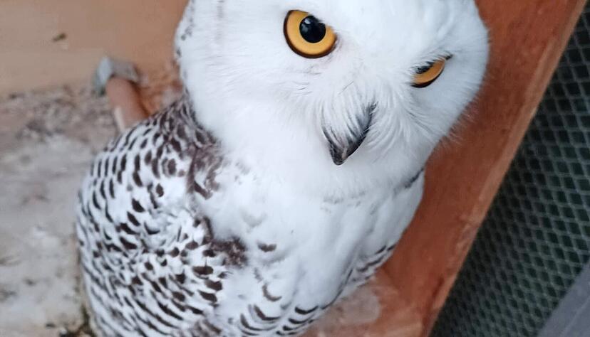 Schneeeule Louis ist in einer Juni-Nacht plötzlich aus seiner Einzelvoliere verschwunden. Foto: privat