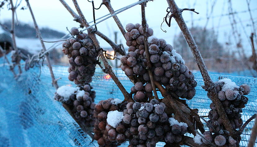 Ab sieben Grad unter Null gefriert der Saft in den Traubenbeeren. Daraus kann Eiswein gewonnen werden. Ab sieben Grad unter Null gefriert der Saft in den Traubenbeeren. Daraus kann Eiswein gewonnen werden.