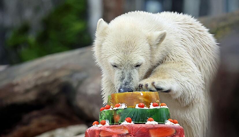 Feier im Gehege: Jungtier Mika ist ein Jahr alt geworden.