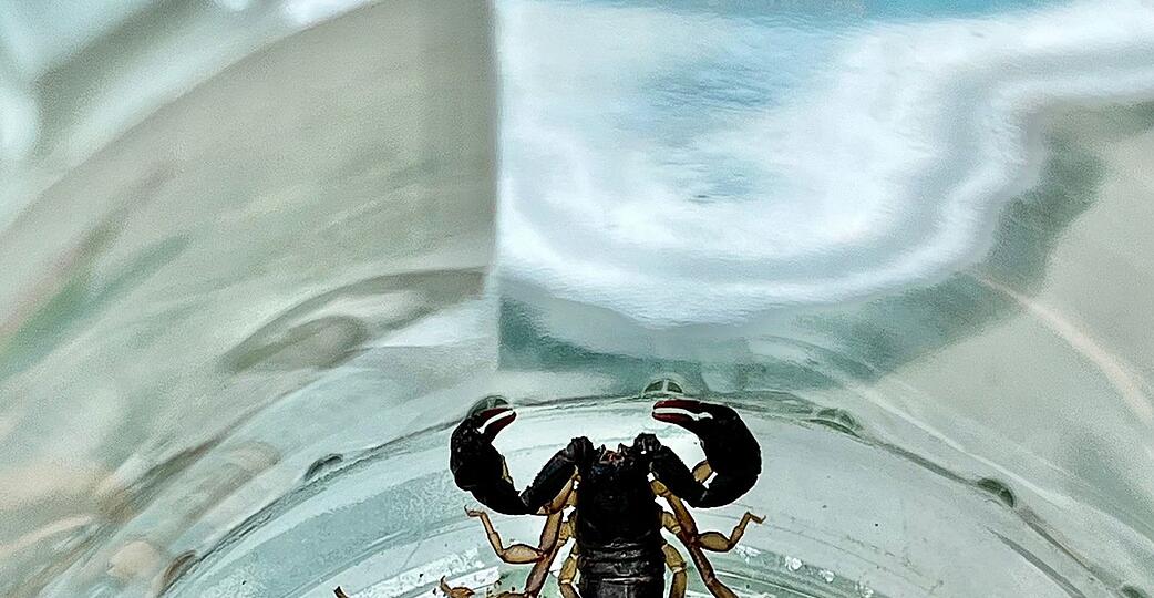 Ein Mann im baden-w&uuml;rttembergischen Walldorf hat einen Skorpion auf seinem Balkon entdeckt.