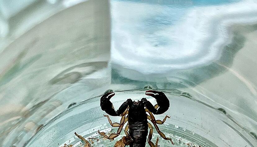 Der Mann fing das Tier in einem Einmachglas ein.