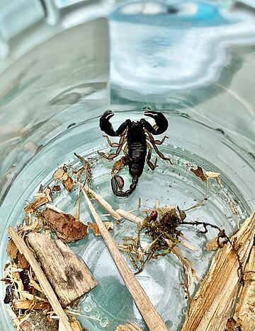 Ein Mann im baden-w&uuml;rttembergischen Walldorf hat einen Skorpion auf seinem Balkon entdeckt.