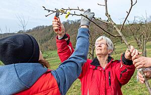Erziehung muss sein: Diesem noch jungen Baum geht es radikal ans Geäst. Foto: Mario Berger Erziehung muss sein: Diesem noch jungen Baum geht es radikal ans Geäst. Foto: Mario Berger