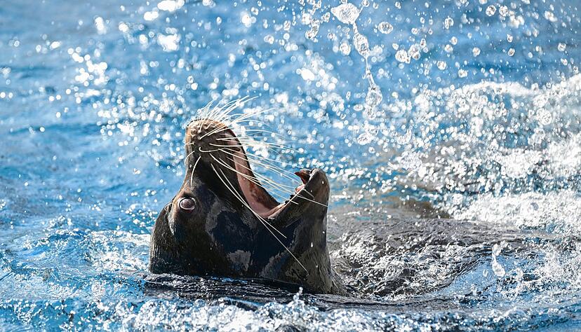 In Stuttgart wird heute die Auszeichnung &laquo;Zootier des Jahres&raquo; vergeben. (Archivbild)