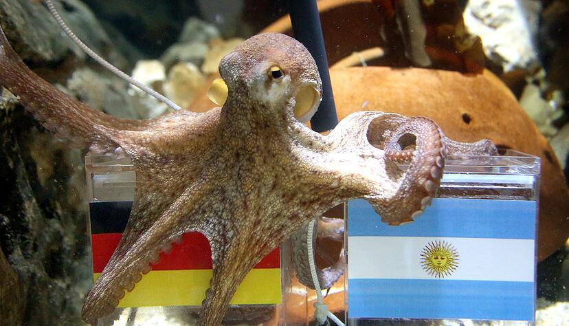 War ganz schön schlau: Krake Paul. War ganz schön schlau: Krake Paul.