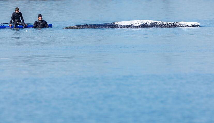 Zeitweise sa&szlig;en Menschen direkt am Wal nur da. Warum sie nicht auf Abstand gingen, blieb unklar.