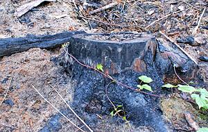 Gro&szlig;e Mengen an Fichtenreisig, das &uuml;brig blieb, verbrannten die Thierls. Sie wollten dem Borkenk&auml;fer keine guten Brutpl&auml;tze &uuml;berlassen.