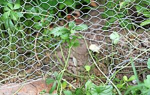 Dieser Zaun stellte für den Eindringling offenbar kein Hindernis dar. Auch Vogelnetze und Metallstäbe hielten ihn nicht davon ab, in den Garten der Mayers zu gelangen. Dieser Zaun stellte für den Eindringling offenbar kein Hindernis dar. Auch Vogelnetze und Metallstäbe hielten ihn nicht davon ab, in den Garten der Mayers zu gelangen.