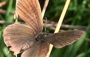 Ein Bläuling, der sich von dieser Seite nicht sicher bestimmen lässt. Foto: Christian Gleichauf Ein Bläuling, der sich von dieser Seite nicht sicher bestimmen lässt. Foto: Christian Gleichauf