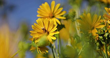 Bl&uuml;ht nicht nur sch&ouml;n: Die Durchwachsene Silphie liefert papiertaugliche Fasern, die nun f&uuml;r einige Verpackungen bei Kaufland und Lidl verwendet werden.
Foto: Prezero