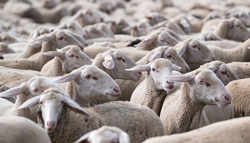 Ein tatverd&auml;chtiges Schaf war in einer Herde in Dei&szlig;lingen nicht mehr auszumachen, (Symbolbild)