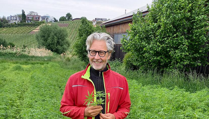 In diesem Jahr will der Gärtner acht Hektar Nutzhanf anbauen. In diesem Jahr will der Gärtner acht Hektar Nutzhanf anbauen.