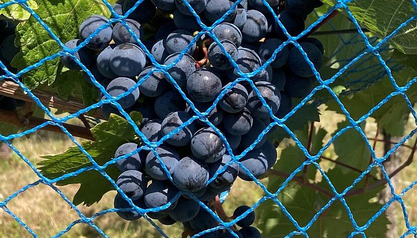 Mancherorts werden die Trauben mit Netzen vor Vögeln geschützt. Aber auch Wespen und Kirschessigfliegen machen sich an roten Beeren zu schaffen.