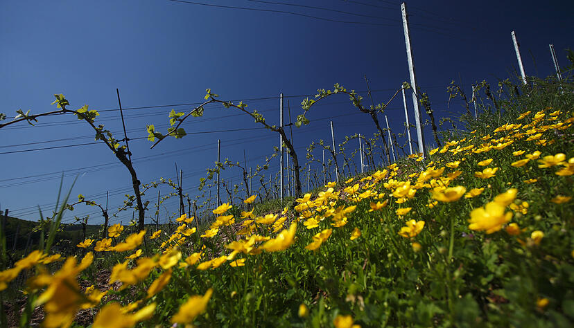 Frühlingserwachen in den Weinbergen: Später als im Vorjahr, aber immer noch früher als im langjährigen Schnitt, treiben seit Ende April die Reben aus. Foto: DWI Frühlingserwachen in den Weinbergen: Später als im Vorjahr, aber immer noch früher als im langjährigen Schnitt, treiben seit Ende April die Reben aus. Foto: DWI