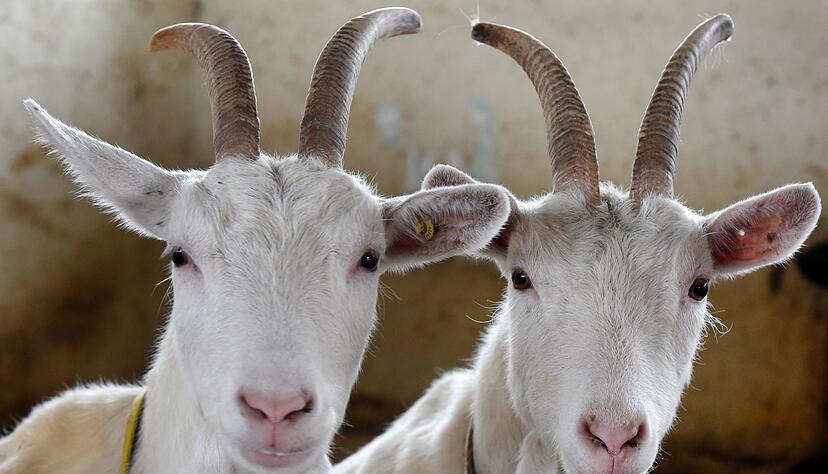 Unbekannte haben bei M&uuml;hlacker drei Ziegen auf einer Weide geschlachtet. (Symbolbild)