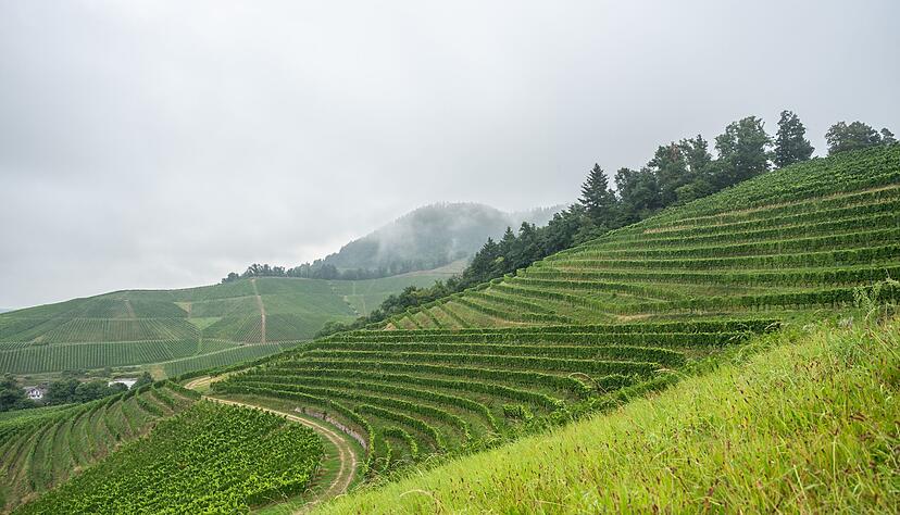 In Baden-Württemberg registrierte der DWD die größten Regenmengen. (Symbolbild)