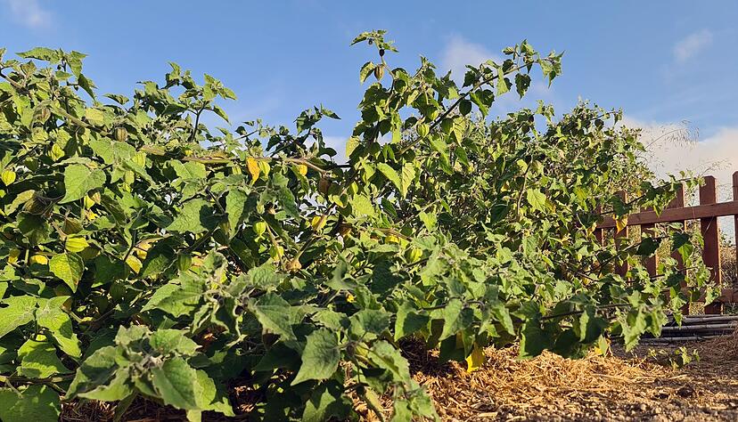Die Physalis ist recht anspruchslos. Die Physalis ist recht anspruchslos.