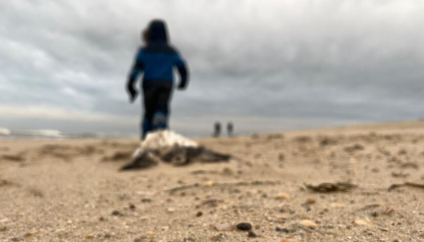 Die Tiere wurden ans Ufer gesp&uuml;lt und verenden dort.