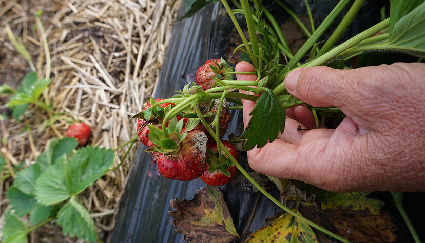 Der Starkregen hat die Freiland-Erdbeerkulturen in der Region, wie beim Beerenhof Wormser in Untergruppenbach, stark geschädigt. Der Starkregen hat die Freiland-Erdbeerkulturen in der Region, wie beim Beerenhof Wormser in Untergruppenbach, stark geschädigt.