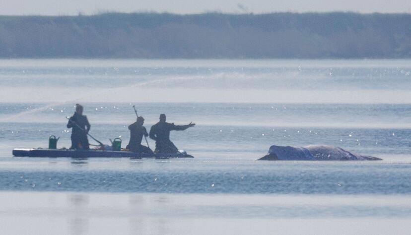 Am Freitag lief die private Rettungsaktion des vor der Ostsee-Insel Poel gestrandeten Buckelwals weiter auf Hochtouren.