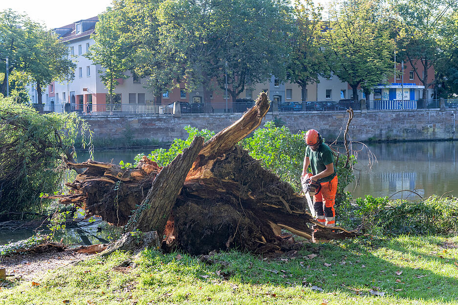 Umgestürzte Weide wird aus dem Wasser geholt