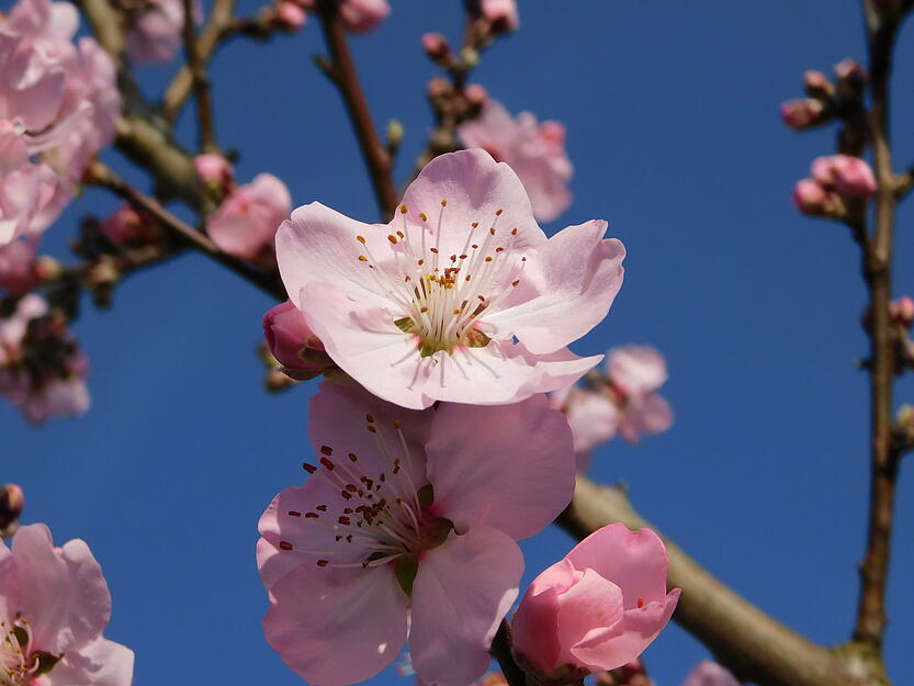 Am Breitenauer See bl&uuml;hen die Mandelbl&uuml;ten bereits in einem zarten Rosa.