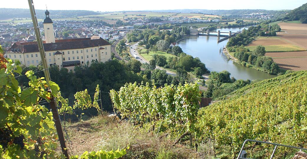 Die Bewirtschaftung der Steilweinberge wie hier im Himmelreich in Gundelsheim ist eine schwierige Angelegenheit.