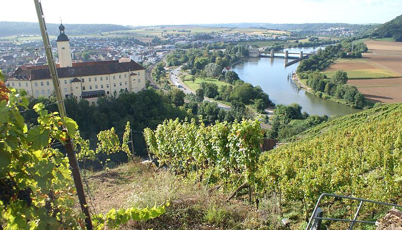 Die Bewirtschaftung der Steilweinberge wie hier im Himmelreich in Gundelsheim ist eine schwierige Angelegenheit. Die Bewirtschaftung der Steilweinberge wie hier im Himmelreich in Gundelsheim ist eine schwierige Angelegenheit.