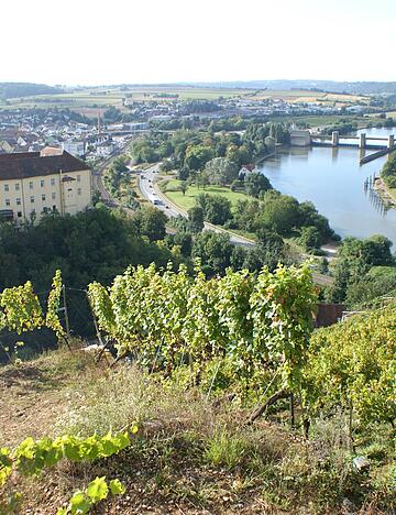 Die Bewirtschaftung der Steilweinberge wie hier im Himmelreich in Gundelsheim ist eine schwierige Angelegenheit.