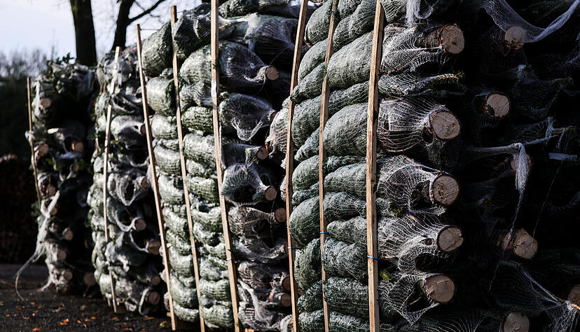 Jedes Jahr werden zahlreiche B&auml;ume zur Verwendung als Weihnachtsdekoration gef&auml;llt.