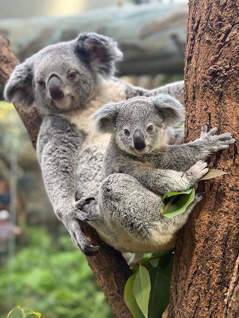 Die bereits im Jahr 2024 in der Wilhelma zur Welt gekommenen Koala-Babys erhielten im April 2025 ihre Namen. Hier zu sehen ist das m&auml;nnliche Jungtier Borobi mit seiner Mutter Scar.