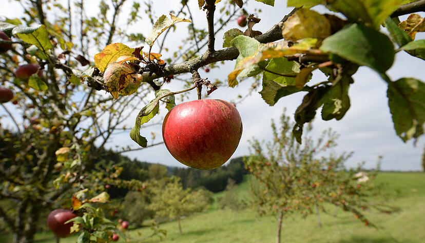 Äpfel sind auf einer Wiese mit Streuobstbäumen in Immendingen zu sehen. Streuobstwiesen helfen dabei, die Artenvielfalt zu sichern, gelten aber als gefährdet. Foto: dpa