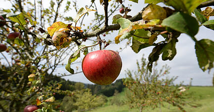 Äpfel sind auf einer Wiese mit Streuobstbäumen in Immendingen zu sehen. Streuobstwiesen helfen dabei, die Artenvielfalt zu sichern, gelten aber als gefährdet. Foto: dpa