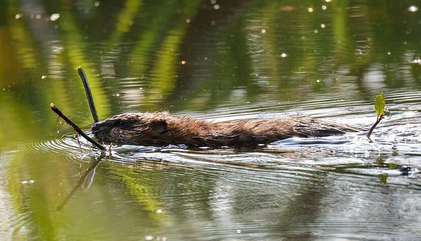 Bibern soll es in Baden-Württemberg künftig an den Kragen gehen, wenn sie zu viele Probleme bereiten. (Archivbild) Bibern soll es in Baden-Württemberg künftig an den Kragen gehen, wenn sie zu viele Probleme bereiten. (Archivbild)